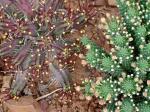 'crossbreeding' South African Euphorbia species